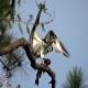 Photo of Osprey