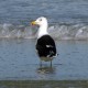 Photo of Great Black-backed Gull