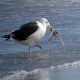 Photo of Great Black-backed Gull