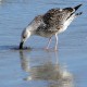 Photo of Great Black-backed Gull