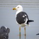 Photo of Lesser Black-backed Gull