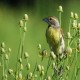 Photo of Dickcissel