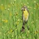Photo of Dickcissel