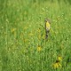 Photo of Dickcissel