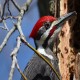 Photo of Pileated Woodpecker