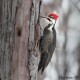 Photo of Pileated Woodpecker
