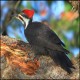 Photo of Pileated Woodpecker