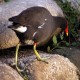Photo of Common Gallinule