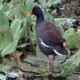 Photo of Common Gallinule