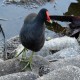Photo of Common Gallinule