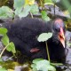 Photo of Common Gallinule