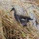Photo of Common Gallinule