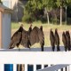 Photo of Turkey Vulture