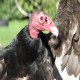 Photo of Turkey Vulture
