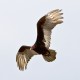 Photo of Turkey Vulture