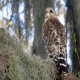 Photo of Red-shouldered Hawk