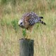 Photo of Red-shouldered Hawk