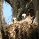 Photo of Red-shouldered Hawk