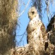 Photo of Red-shouldered Hawk