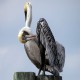 Photo of Brown Pelican