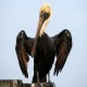 Photo of Brown Pelican