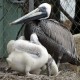Photo of Brown Pelican