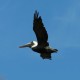 Photo of Brown Pelican
