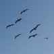 Photo of Brown Pelican