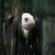 Photo of White-headed Vulture