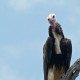 Photo of White-headed Vulture
