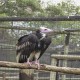 Photo of White-headed Vulture
