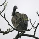 Photo of White-rumped Vulture