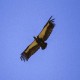 Photo of White-rumped Vulture