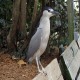 Photo of Black-crowned Night Heron