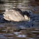 Photo of Black-crowned Night Heron