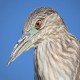 Photo of Black-crowned Night Heron
