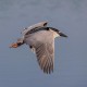 Photo of Black-crowned Night Heron