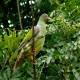 Photo of African Green Pigeon