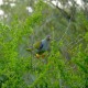 Photo of African Green Pigeon
