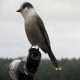 Photo of Canada Jay