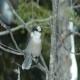 Photo of Canada Jay