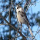 Photo of Canada Jay