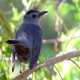 Photo of Gray Catbird