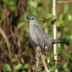 Photo of Gray Catbird