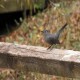 Photo of Gray Catbird