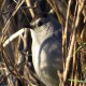 Photo of Gray Catbird