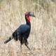 Photo of Southern Ground Hornbill