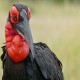 Photo of Southern Ground Hornbill