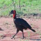 Photo of Southern Ground Hornbill