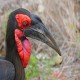 Photo of Southern Ground Hornbill